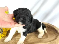 Newfypoo, a female Newfypoo for sale in Britton, MI – 3 of 3