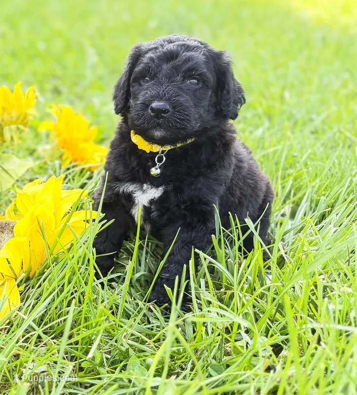 Newfypoo – Newfypoo puppy for sale in Britton, MI