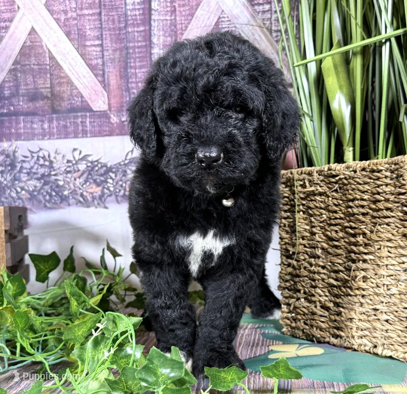 Newfypoo – Newfypoo puppy for sale in Britton, MI