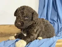 newfypoo, a male Newfypoo for sale in Britton, MI – 4 of 5