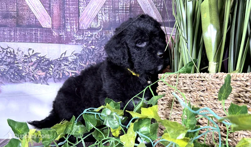 Newfypoo – Newfypoo puppy for sale in Britton, MI