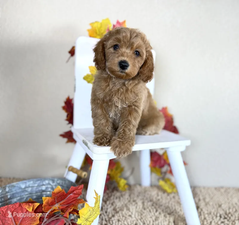Cavapoo – Cavapoo puppy for sale in Britton, MI