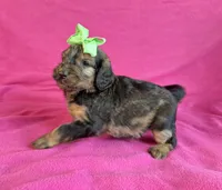 Newfypoo, a female Newfypoo for sale in Britton, MI – 5 of 6
