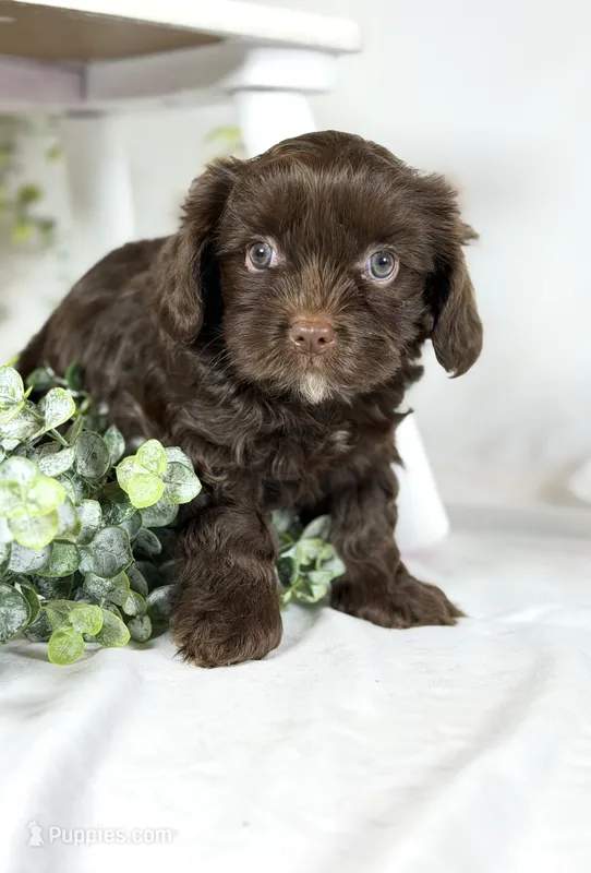 Cavapoo mix – Cavapoo puppy for sale in Britton, MI