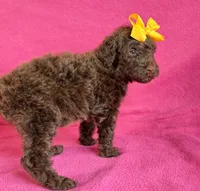 Newfypoo, a female Newfypoo for sale in Britton, MI – 5 of 7