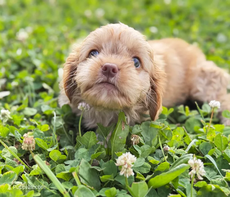 Cavapoo mix – Cavapoo puppy for sale in Britton, MI