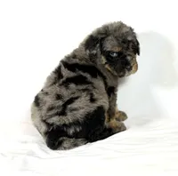 Bernedoodles, a female Bernedoodle for sale in Britton, MI – Photo 2 of 6