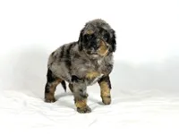 Bernedoodles, a female Bernedoodle for sale in Britton, MI – Photo 6 of 6
