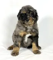 Bernedoodles, a female Bernedoodle for sale in Britton, MI – Photo 3 of 6