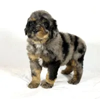 Bernedoodles, a female Bernedoodle for sale in Britton, MI – Photo 4 of 6