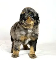 Bernedoodles, a female Bernedoodle for sale in Britton, MI – Photo 1 of 6