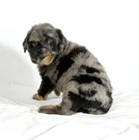 Bernedoodles, a female Bernedoodle for sale in Britton, MI – Photo 5 of 6