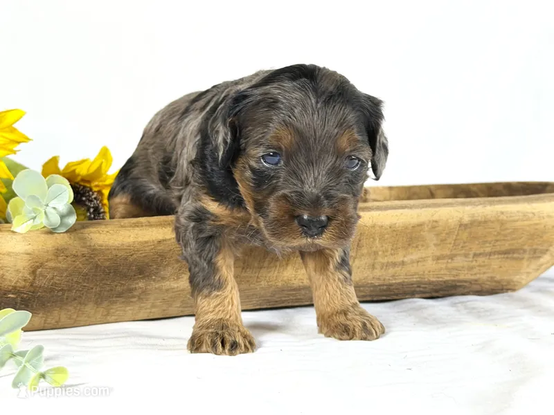 Cavapoo – Cavapoo puppy for sale in Britton, MI