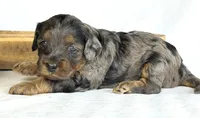 Cavapoo, a male Cavapoo for sale in Britton, MI – 6 of 6