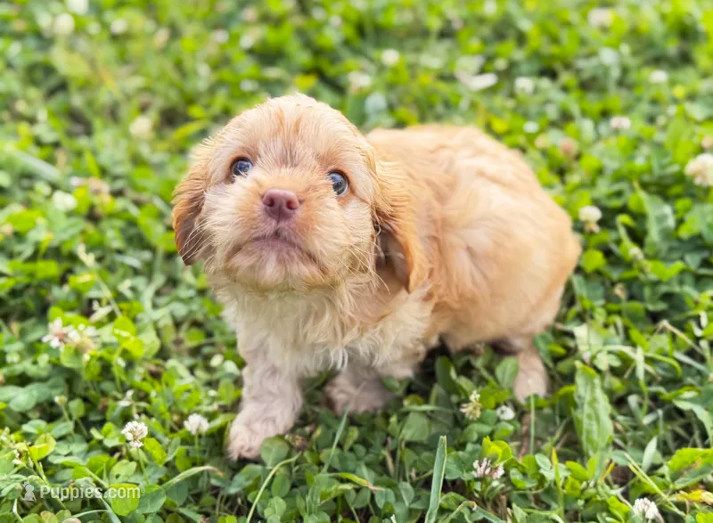 Cavapoo mix – Cavapoo puppy for sale in Britton, MI