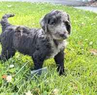 Newfypoo, a male Newfypoo for sale in Britton, MI – 4 of 7