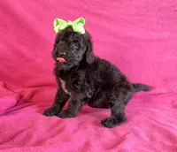 Newfypoo, a female Newfypoo for sale in Britton, MI – 5 of 6