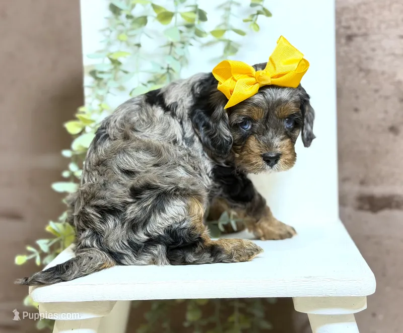 Cavapoo – Cavapoo puppy for sale in Britton, MI