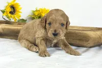 Cavapoo, a male Cavapoo for sale in Britton, MI – 5 of 5