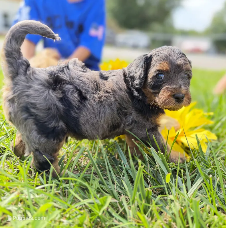 Cavapoo – Cavapoo puppy for sale in Britton, MI