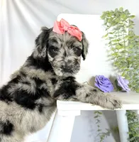 Newfypoo, a female Newfypoo for sale in Britton, MI – 5 of 5