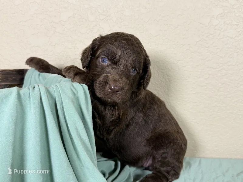 Newfypoo – Newfypoo puppy for sale in Britton, MI