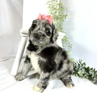 Newfypoo, a female Newfypoo for sale in Britton, MI – 1 of 5