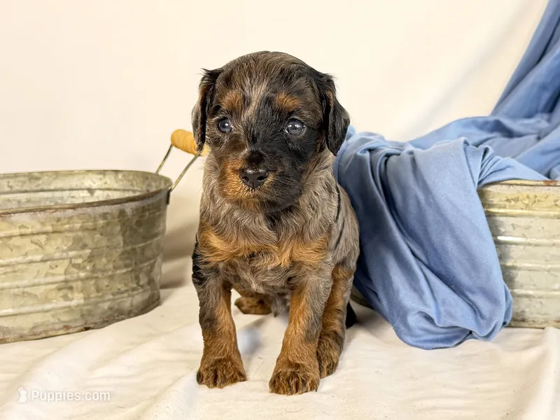 Cavapoo  – Cavapoo puppy for sale in Britton, MI