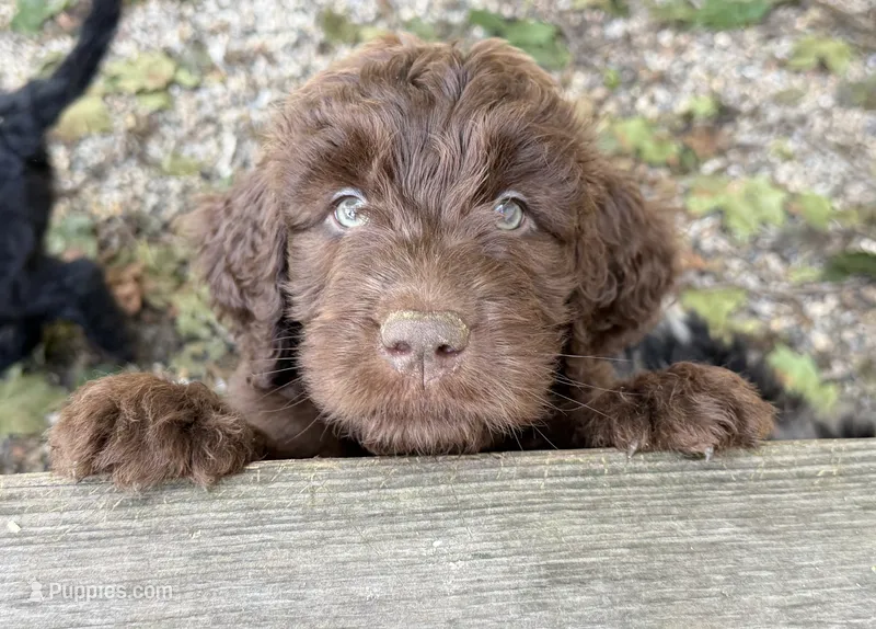 Newfypoo – Cavapoo puppy for sale in Britton, MI