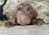 Newfypoo, a female Cavapoo for sale in Britton, MI – 1 of 2