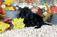 Cavapoo, a male Cavapoo for sale in Britton, MI – 3 of 5