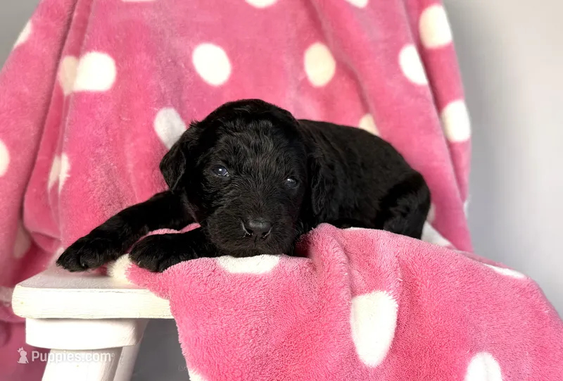 Newfypoo – Newfypoo puppy for sale in Britton, MI