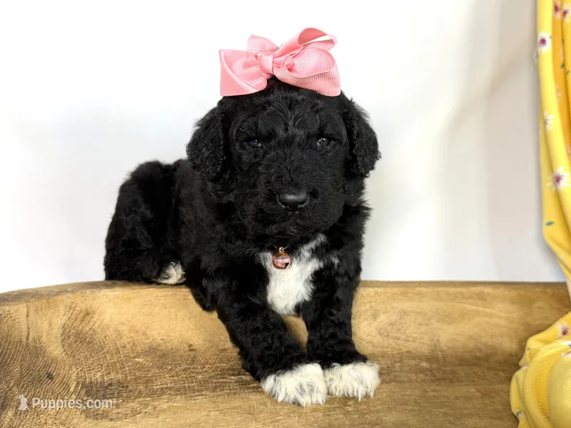 Newfypoo – Newfypoo puppy for sale in Britton, MI