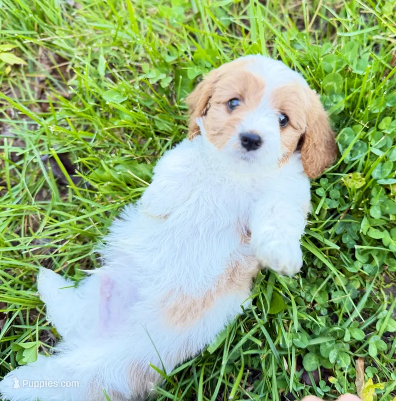 Cavapoo – Cavapoo puppy for sale in Britton, MI