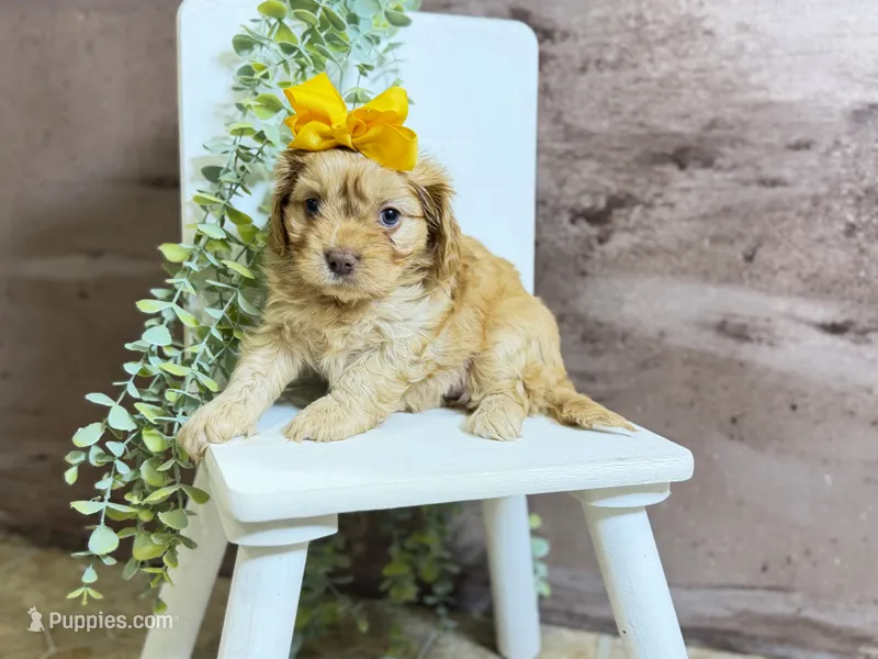Cavapoo mix – Cavapoo puppy for sale in Britton, MI