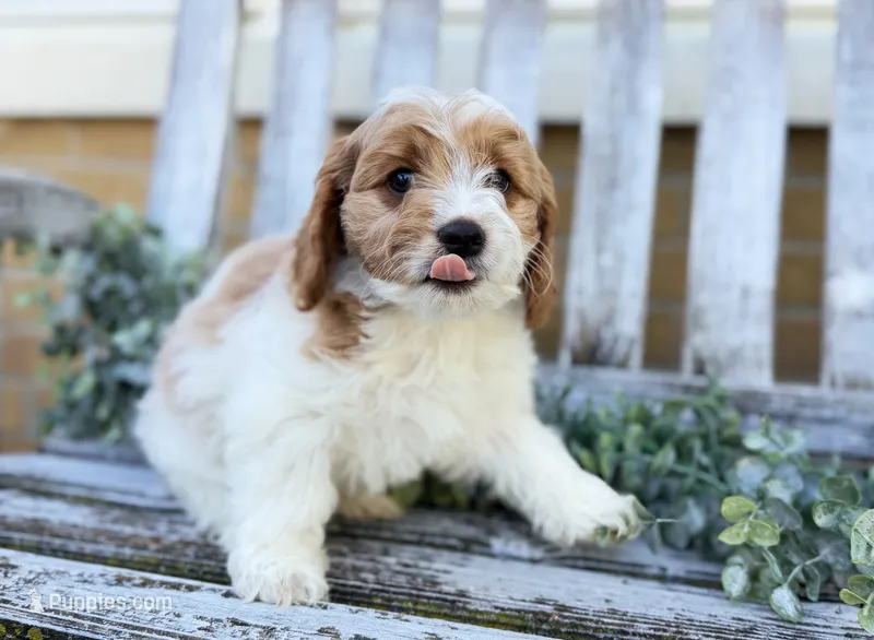 Cavapoo – Cavapoo puppy for sale in Britton, MI