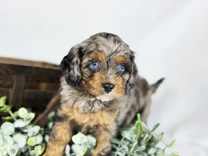 Cavapoo – Cavapoo puppy for sale in Britton, MI