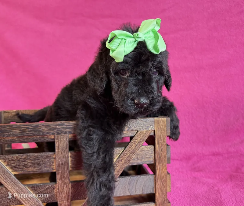 Newfypoo – Newfypoo puppy for sale in Britton, MI