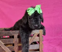 Newfypoo, a female Newfypoo for sale in Britton, MI – 1 of 6