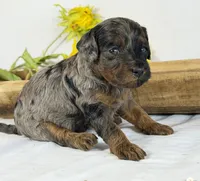 Cavapoo , a male Cavapoo for sale in Britton, MI – 4 of 5