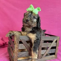Newfypoo, a female Newfypoo for sale in Britton, MI – 2 of 6