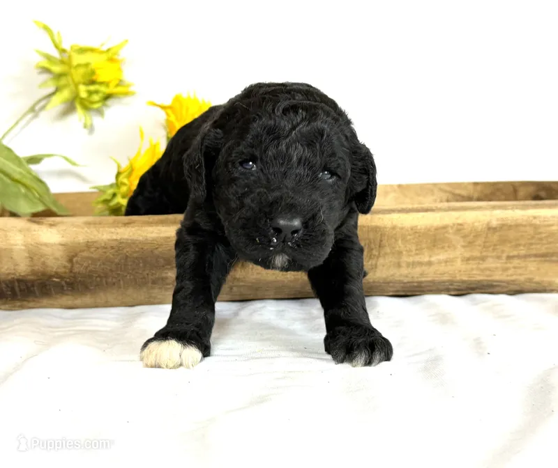Newfypoo – Newfypoo puppy for sale in Britton, MI