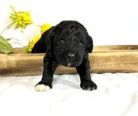 Newfypoo, a male Newfypoo for sale in Britton, MI – 1 of 1