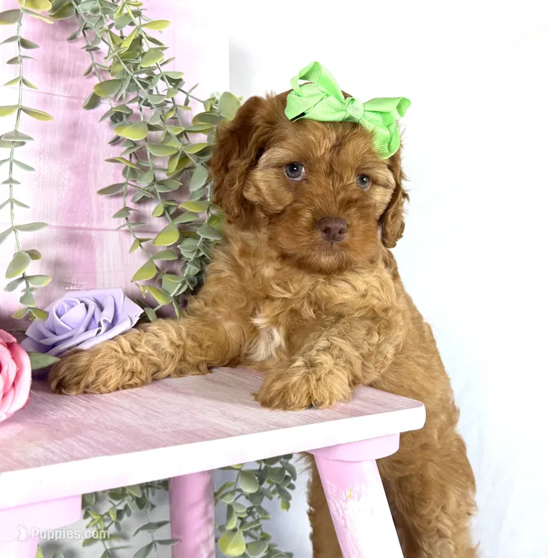 Cavapoo – Cavapoo puppy for sale in Britton, MI
