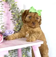 Cavapoo, a female Cavapoo for sale in Britton, MI – 7 of 7