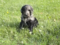 Newfypoo, a male Newfypoo for sale in Britton, MI – 7 of 7