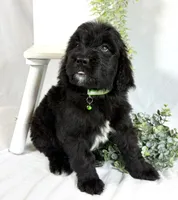 Newfypoo, a male Newfypoo for sale in Britton, MI – 2 of 5