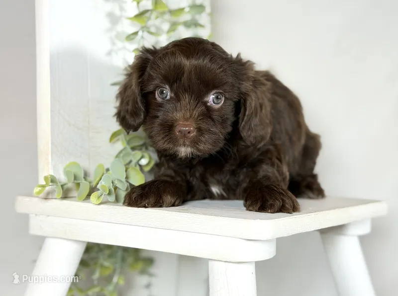 Cavapoo mix – Cavapoo puppy for sale in Britton, MI