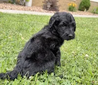 Newfypoo, a female Newfypoo for sale in Britton, MI – 5 of 5