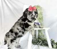 Newfypoo, a female Newfypoo for sale in Britton, MI – 3 of 5